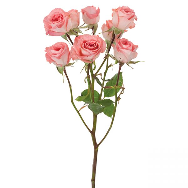 Roses Spray Pink-Medium Elegant Rosever