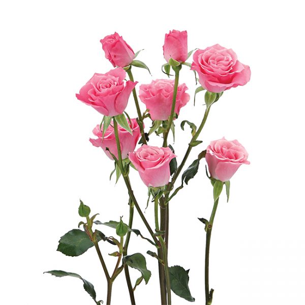 Roses Spray Pink-Medium Eva