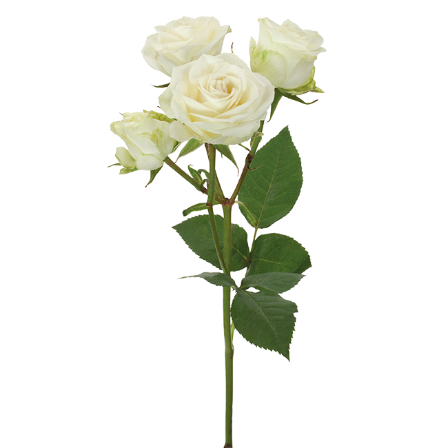 Roses Spray White Floreana