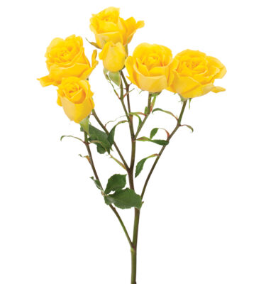 Roses Spray Yellow Golden Sensation