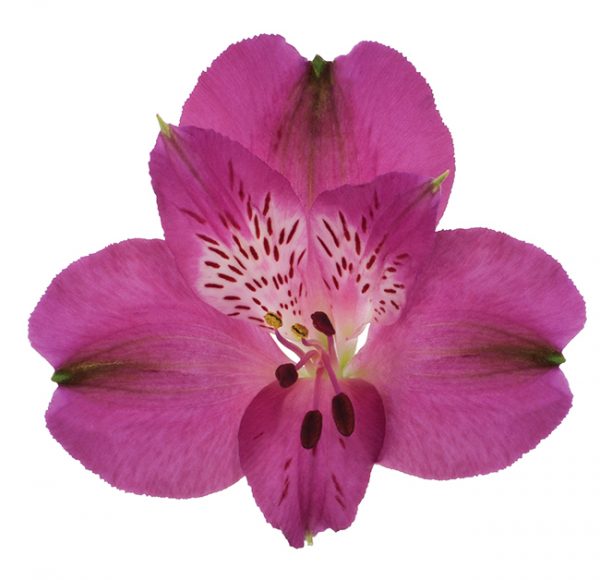 Alstroemeria Pink-Hot Helenna
