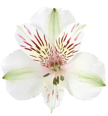Alstroemeria White Himalaya