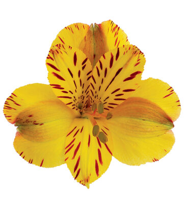 Alstroemeria Yellow Jamaica