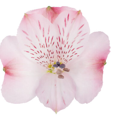 Alstroemeria Pink Kristel