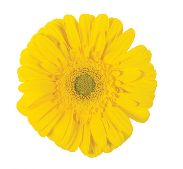 Gerbera Yellow Limoncello (Light Center)