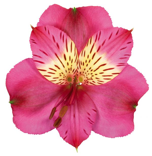 Alstroemeria Pink-Hot Navarro