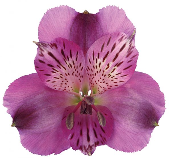 Alstroemeria Purple Palermo