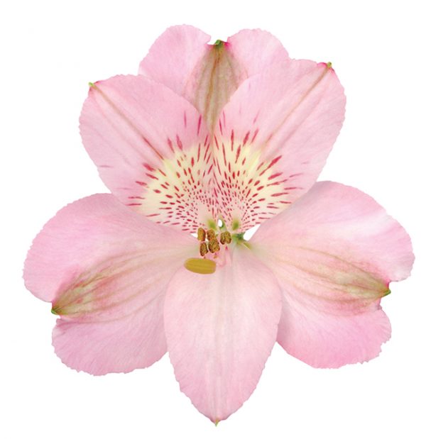 Alstroemeria Pink Primadonna
