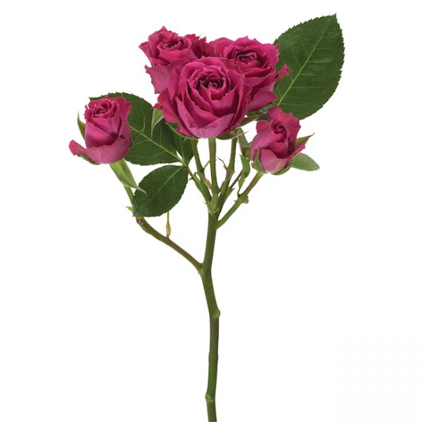 Roses Spray Pink-Hot Purple Iriska