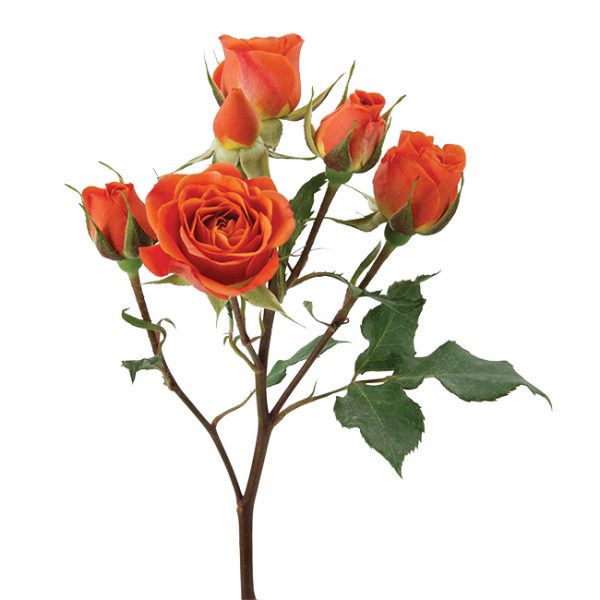 Roses Spray Orange Royal Flash