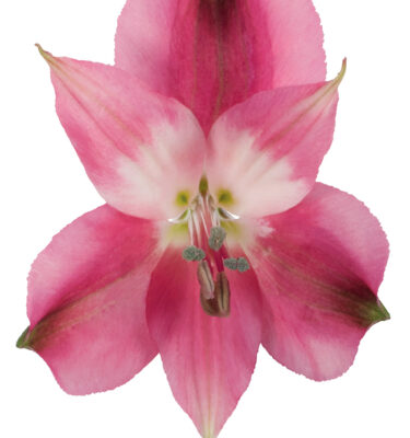 Alstroemeria Pink-Hot Secret