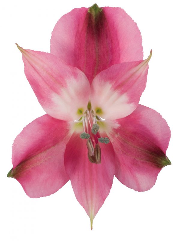 Alstroemeria Pink-Hot Secret