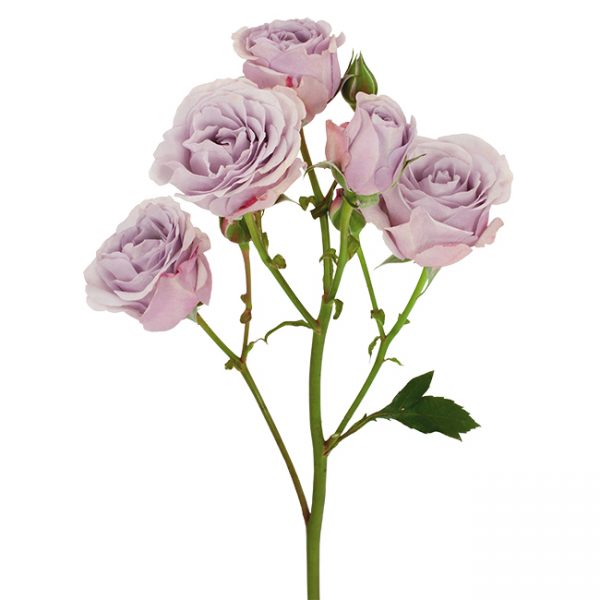 Roses Spray Lavender Silver Mikado
