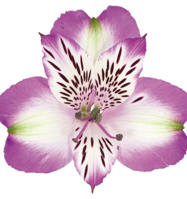 Alstroemeria Purple-Bicolor Splendor