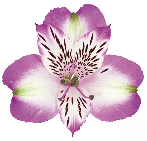 Alstroemeria Purple-Bicolor Splendor