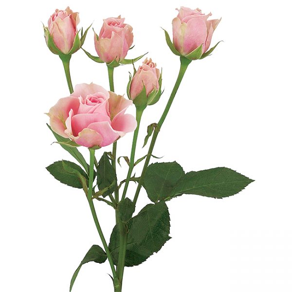Roses Spray Pink-Medium Sweet Sensation