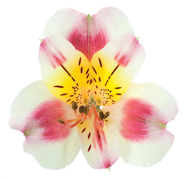 Alstroemeria Peach-Bicolor Sylvan