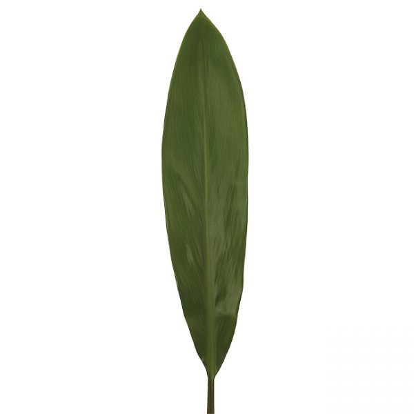 Ti Leaf Green