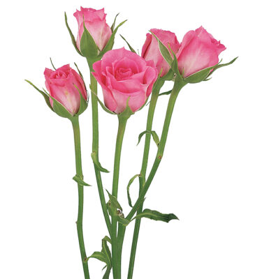 Roses Spray Pink-Medium Twinkle Bride