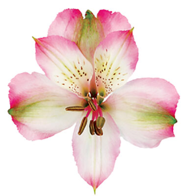 Alstroemeria Pink Vanity