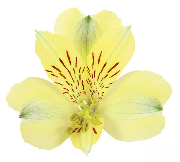 Alstroemeria Yellow Voyager