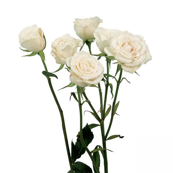Roses Spray White White Mikado