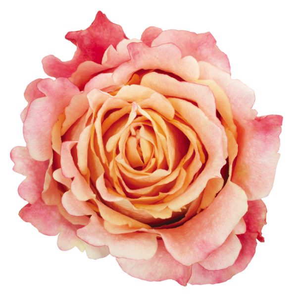 Rose Bi-Color Peach 3D