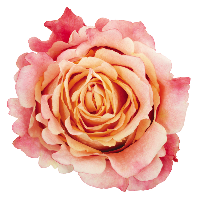 Rose Bi-Color Peach 3D