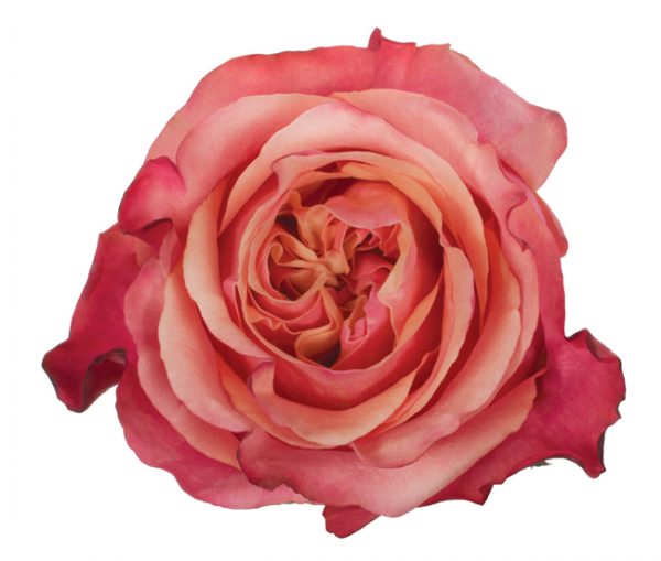 Rose Bi-Color Pink Art Rose