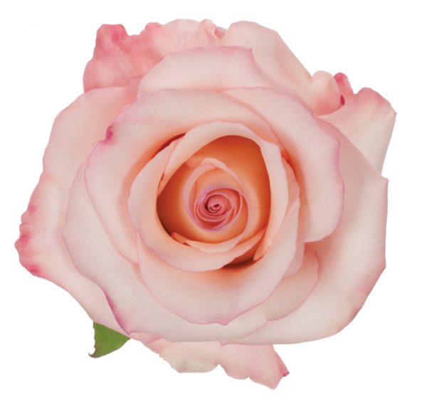 Rose Hot Pink Rhoslyn