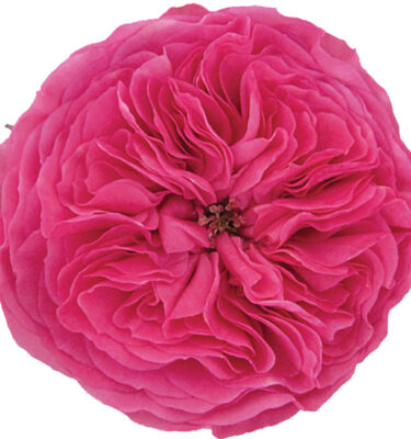 Roses Garden Pink Baronesse