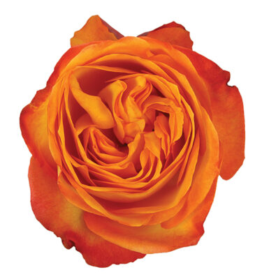 Roses Garden Orange Fiction