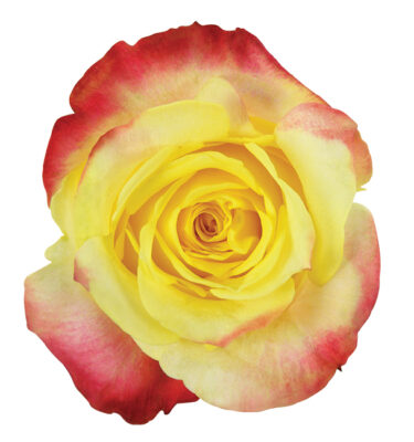 Rose Bi-Color Yellow Hot Merengue