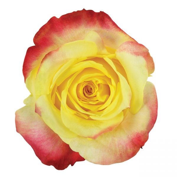 Rose Bi-Color Yellow Hot Merengue