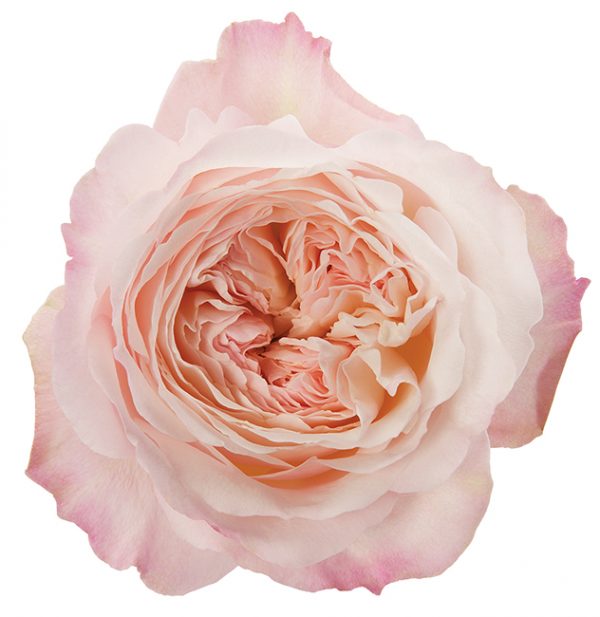 Roses Garden Pink-Light Keira