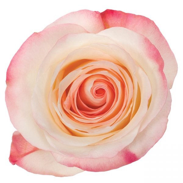 Rose Bi-Color Pink Marilyn