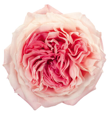 Roses Garden Pink-Light Mayra's Bridal Pink