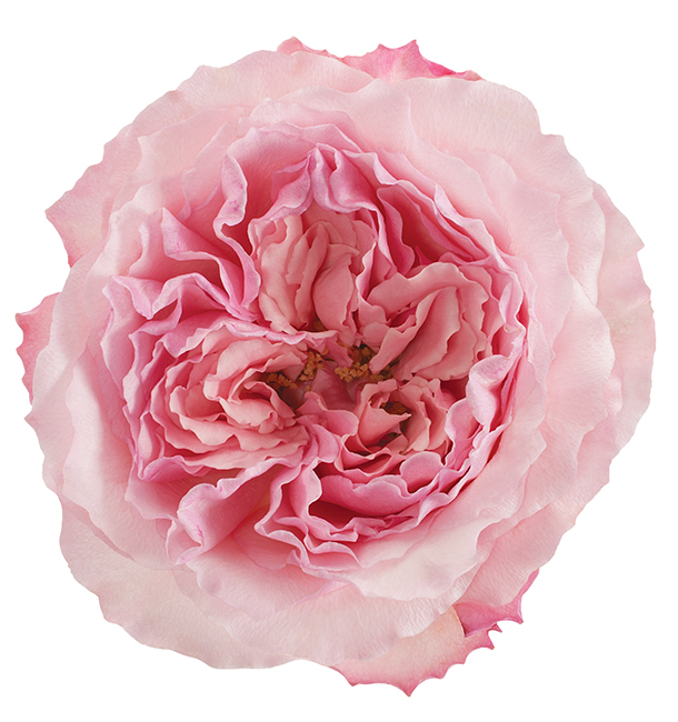 Roses Garden Pink-Light Mayra's Rose