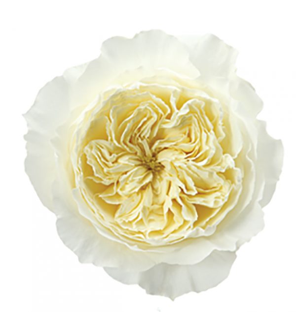 Roses Garden White Patience