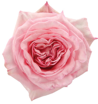 Roses Garden Pink-Light Pink O'Hara