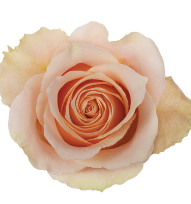 Rose Peach Primavera