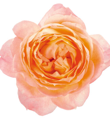 Roses Garden Peach Princess Aiko