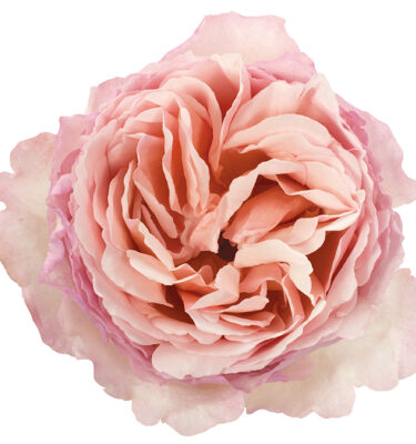 Roses Garden Peach Princess Charlene