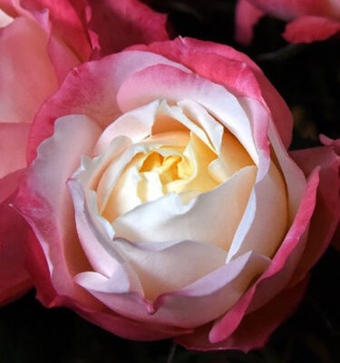 Roses Garden Pink Princess Suki