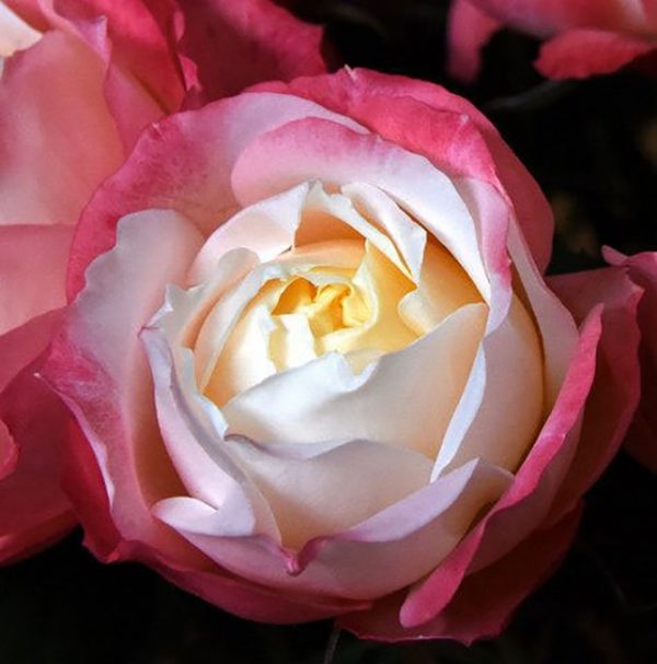 Roses Garden Pink Princess Suki