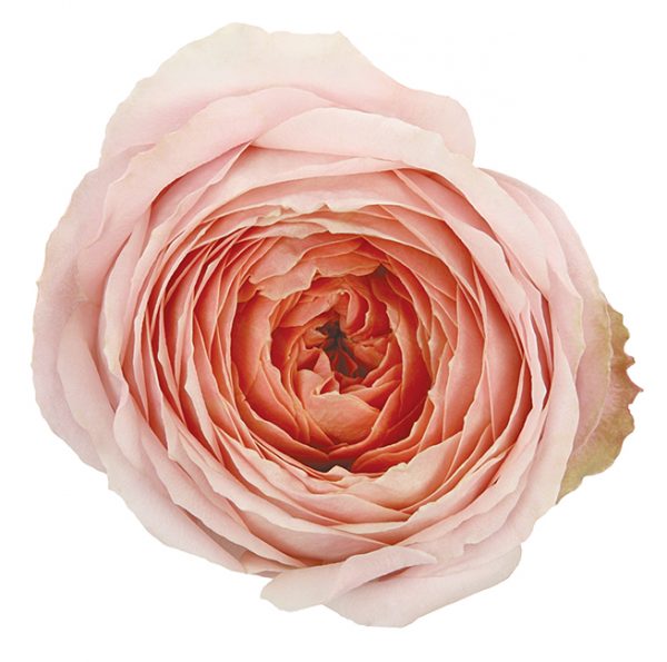 Roses Garden Pink Romantic Antike