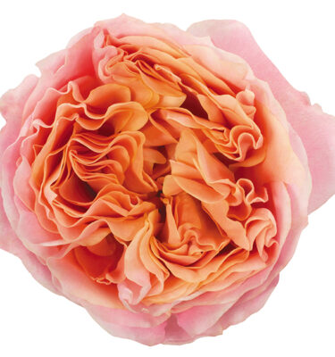 Roses Garden Pink Rosa Loves Me