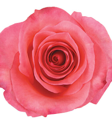 Roses Garden Pink-Light Sabrina