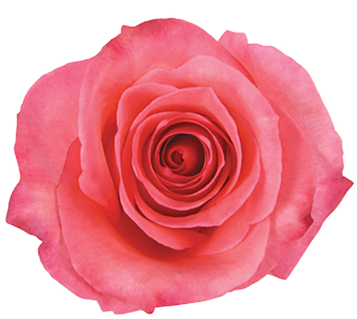 Roses Garden Pink-Light Sabrina