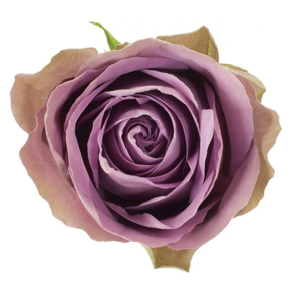 Roses Garden Lavender Tiara